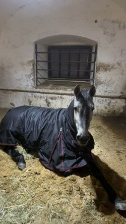 Mit 65 neu durchstarten: Warum es nie zu spät ist, seinen Traum zu leben